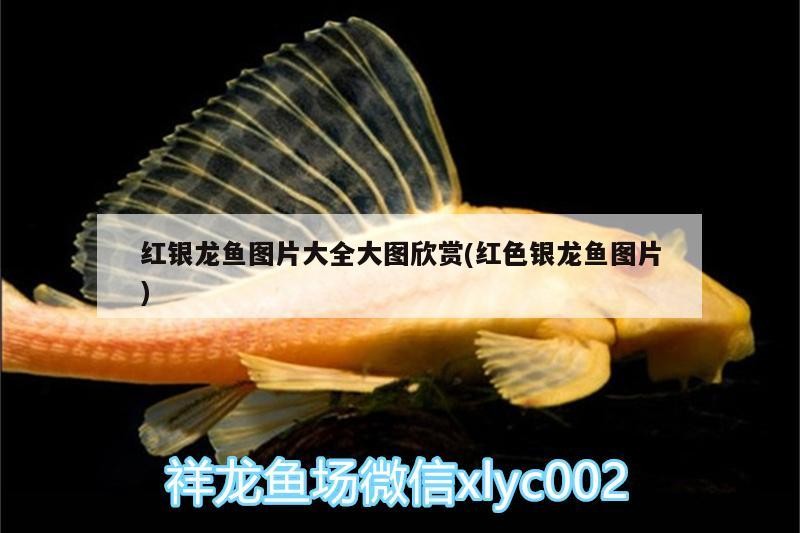 紅銀龍魚圖片大全大圖欣賞(紅色銀龍魚圖片)