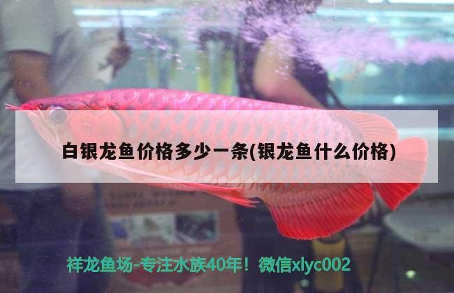 白銀龍魚價格多少一條(銀龍魚什么價格)