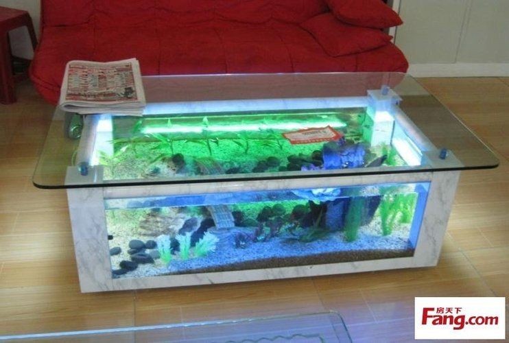 出售低價魚缸合法嗎知乎：出售低價魚缸合法嗎？ 出售低價魚缸合法嗎知乎：出售低價魚缸合法嗎？ 魚缸百科 第1張