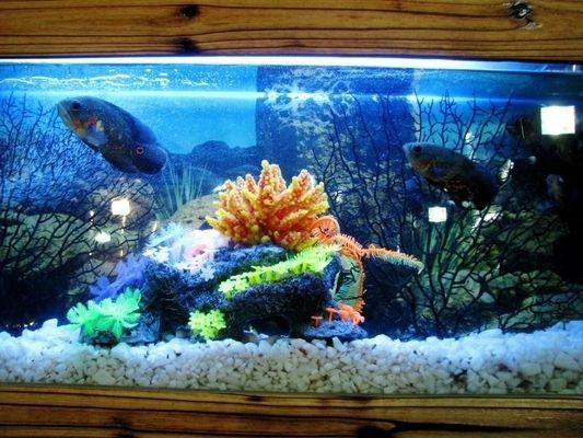 大魚缸下水閥怎么調最完美：大魚缸下水閥下水閥調節技巧大魚缸下水閥調節技巧