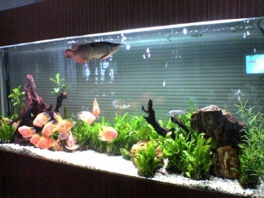 大魚缸下水閥怎么調最完美：大魚缸下水閥下水閥調節技巧大魚缸下水閥調節技巧