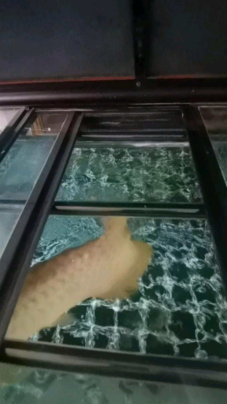 搶食 搶食 龍魚論壇