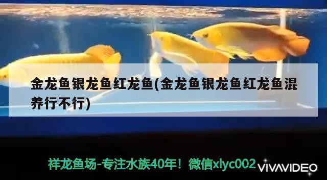 金龍魚銀龍魚紅龍魚(金龍魚銀龍魚紅龍魚混養行不行)