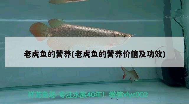 老虎魚的營養(yǎng)(老虎魚的營養(yǎng)價值及功效)