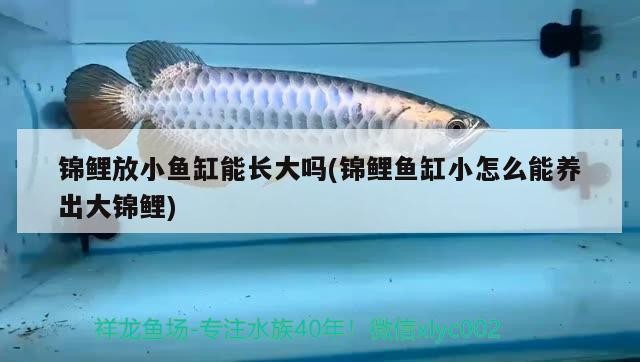 龍魚壓制虎魚害怕發黑：虎魚被龍魚壓制的很厲害