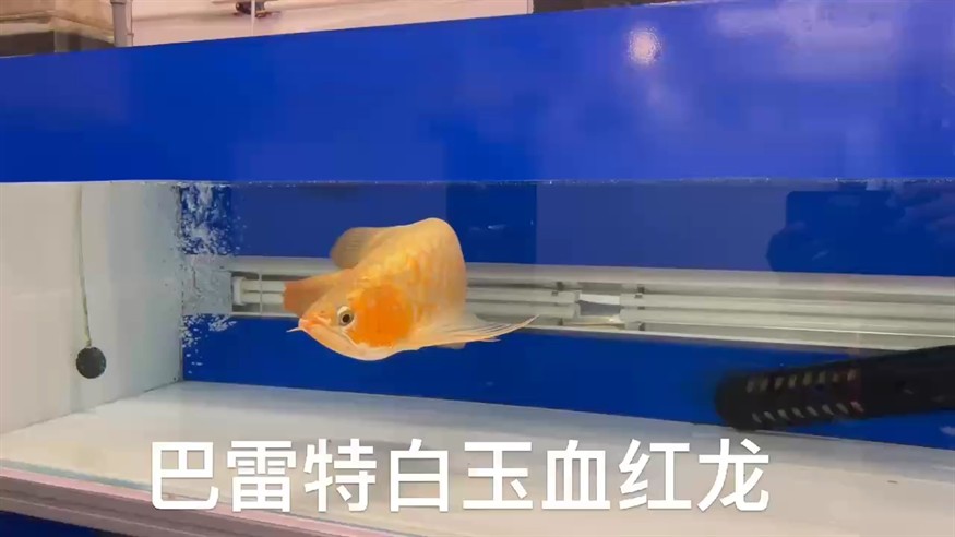 底鳯莉色干凈真正的白玉血紅龍。 底鳯莉色干凈真正的白玉血紅龍。 龍魚論壇