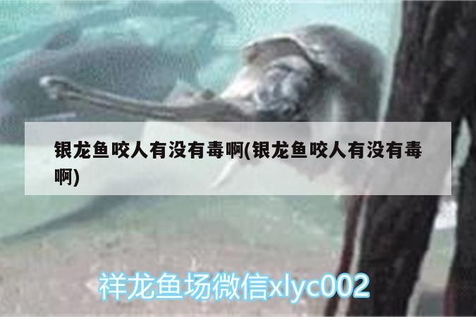 銀龍魚咬人有沒有毒啊(銀龍魚咬人有沒有毒啊)