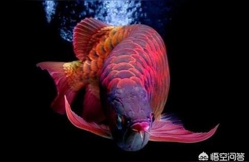 紅龍喂什么魚:自己抓的小魚能不能喂紅龍 紅龍喂什么魚:自己抓的小魚能不能喂紅龍 紅龍魚百科