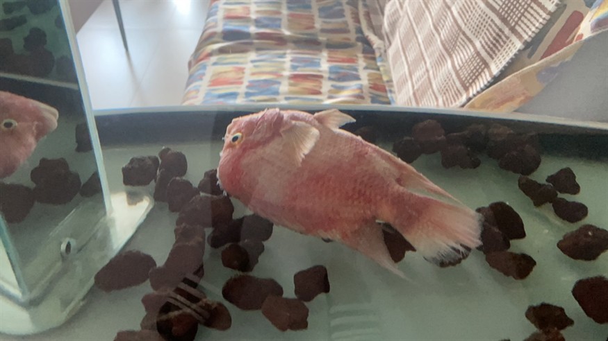 掛了[daku][daku][daku]求教怎么徹底清洗魚缸
