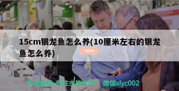 15cm銀龍魚怎么養(10厘米左右的銀龍魚怎么養)
