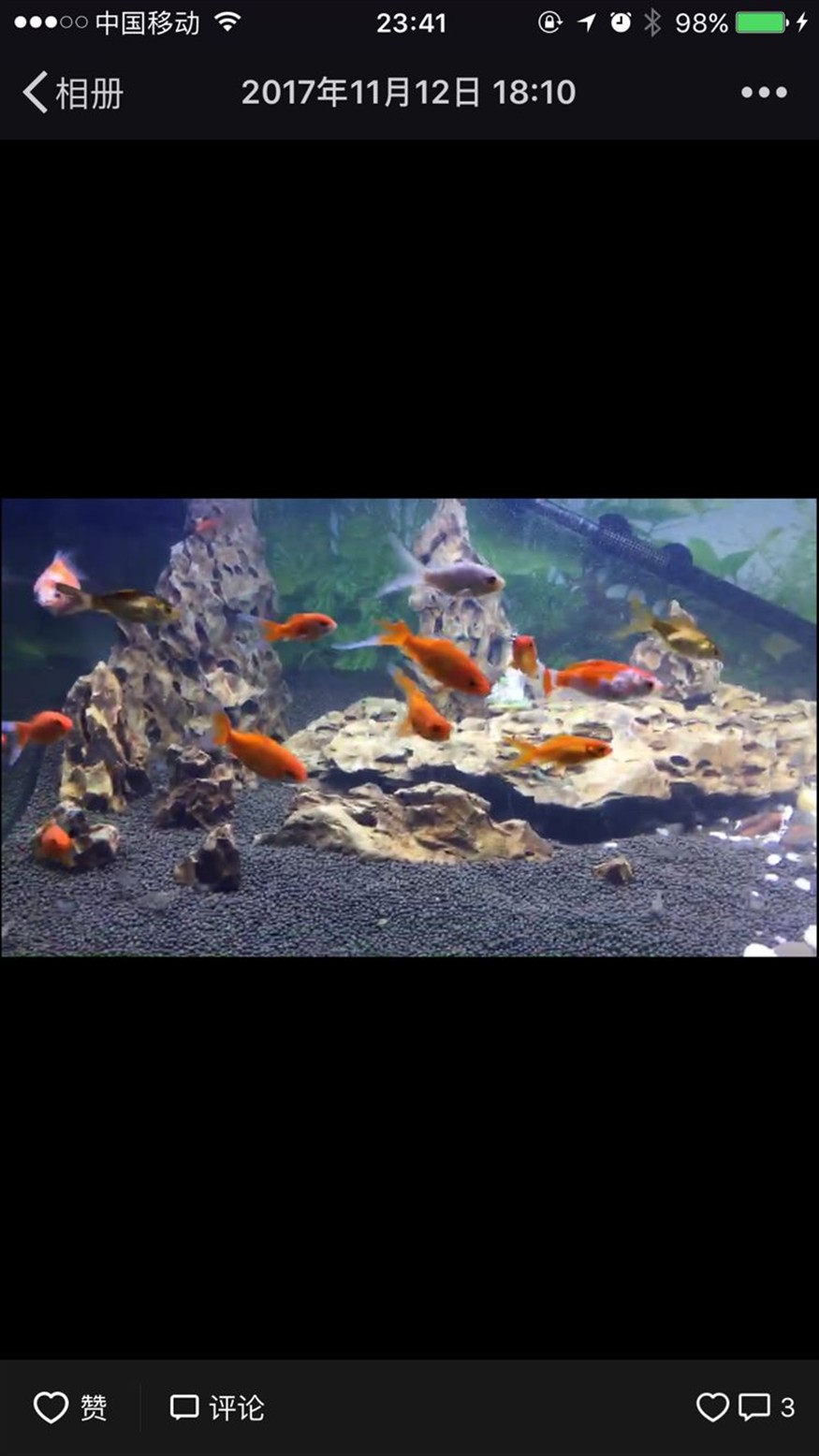 翻缸以后的對比金魚粑粑好清理多了 紅龍魚百科 第4張 翻缸以后的對比金魚粑粑好清理多了 翻缸以后的對比金魚粑粑好清理多了 紅龍魚百科 第4張