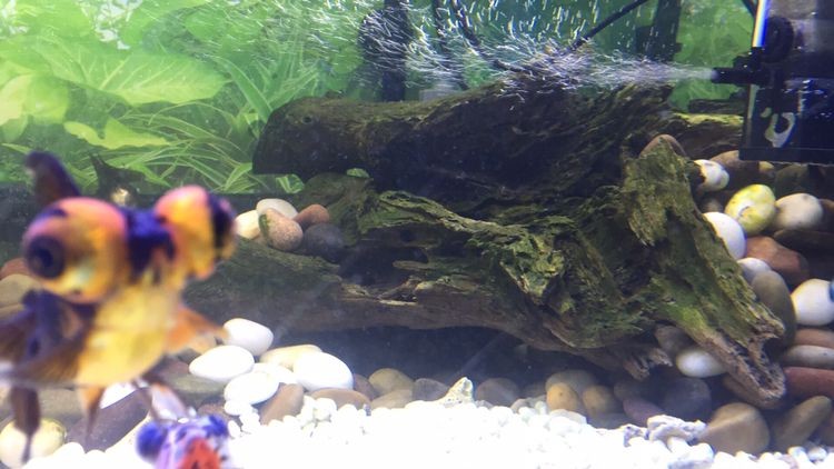 翻缸以后的對比金魚粑粑好清理多了 紅龍魚百科 第5張 翻缸以后的對比金魚粑粑好清理多了 翻缸以后的對比金魚粑粑好清理多了 紅龍魚百科 第5張