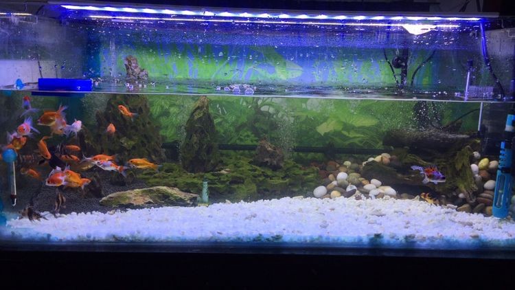 翻缸以后的對比金魚粑粑好清理多了 紅龍魚百科 第6張 翻缸以后的對比金魚粑粑好清理多了 翻缸以后的對比金魚粑粑好清理多了 紅龍魚百科 第6張