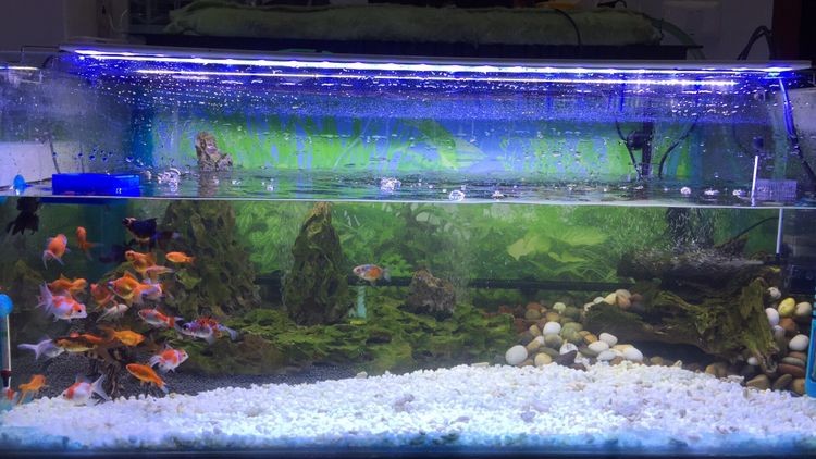 翻缸以后的對比金魚粑粑好清理多了 紅龍魚百科 第7張 翻缸以后的對比金魚粑粑好清理多了 翻缸以后的對比金魚粑粑好清理多了 紅龍魚百科 第7張