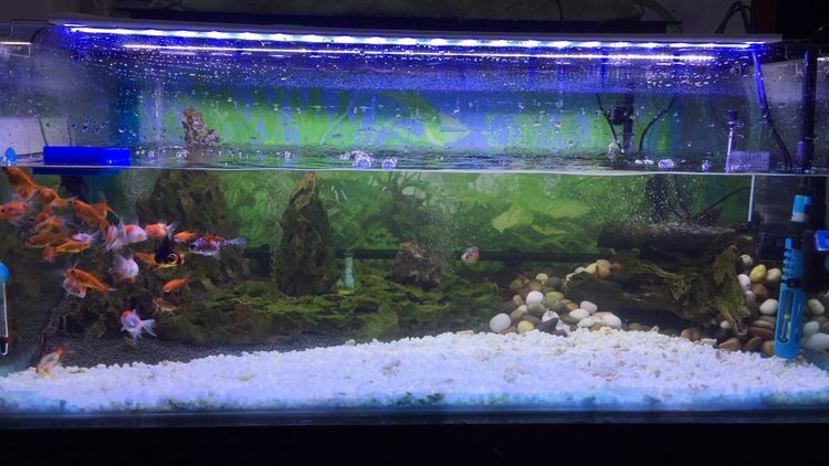 翻缸以后的對比金魚粑粑好清理多了 紅龍魚百科 第8張 翻缸以后的對比金魚粑粑好清理多了 翻缸以后的對比金魚粑粑好清理多了 紅龍魚百科 第8張