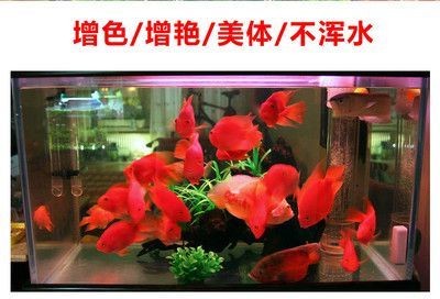 紅龍龍魚(yú)怎么喂養(yǎng)好