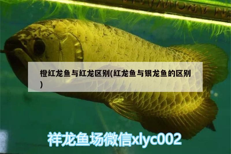 鱗底發(fā)紫？