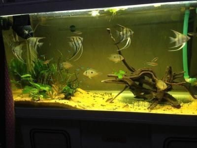 10cm魚缸：10cm魚缸養魚需要注意以下幾點 10cm魚缸：10cm魚缸養魚需要注意以下幾點 魚缸百科 第2張