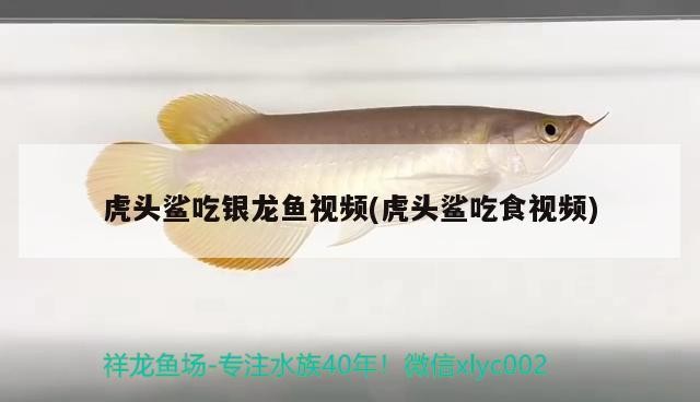 飼料 虎頭鯊吃銀龍魚視頻(虎頭鯊吃食視頻) 銀龍魚百科 虎頭鯊吃銀龍魚視頻(虎頭鯊吃食視頻) 虎頭鯊吃銀龍魚視頻(虎頭鯊吃食視頻) 銀龍魚百科