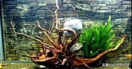 沉木魚缸放不下怎么辦：如何處理沉木無法放入魚缸的問題？