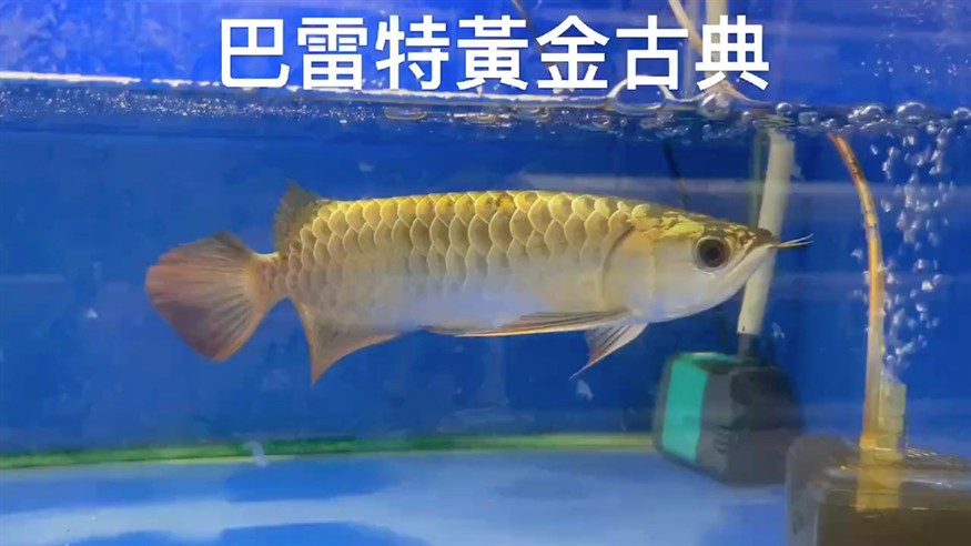 龍似黃金迷 龍似黃金迷 龍魚論壇