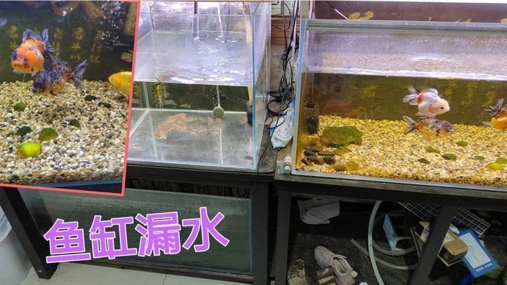 大型魚缸漏水如何修補好呢：大型魚缸漏水怎么辦？