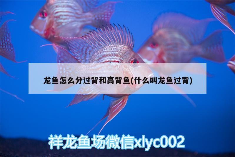 龍魚怎么分過背和高背魚(什么叫龍魚過背)
