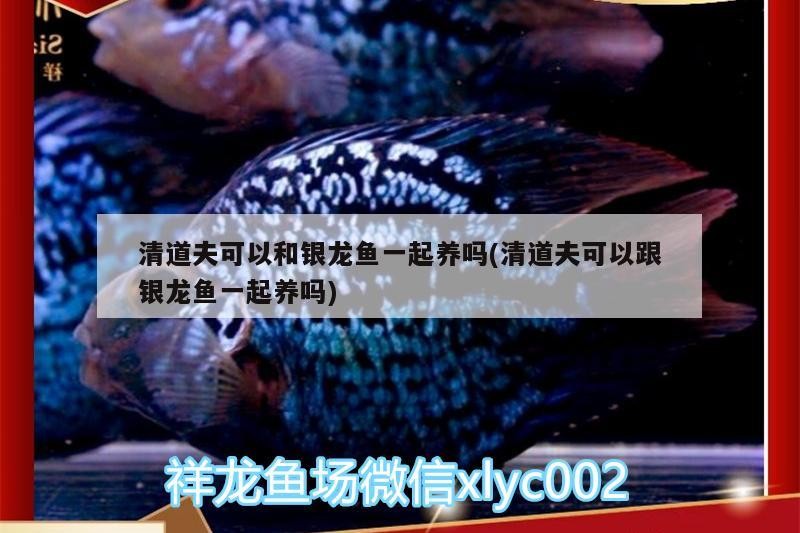 清道夫可以和銀龍魚一起養嗎(清道夫可以跟銀龍魚一起養嗎)
