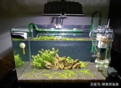 大型魚缸加熱棒：創寧魚缸加熱棒品牌推薦魚缸加熱棒的使用注意事項