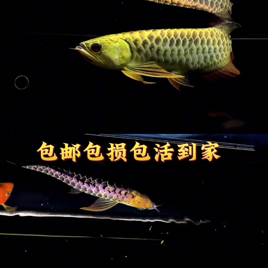 炮頭金奎