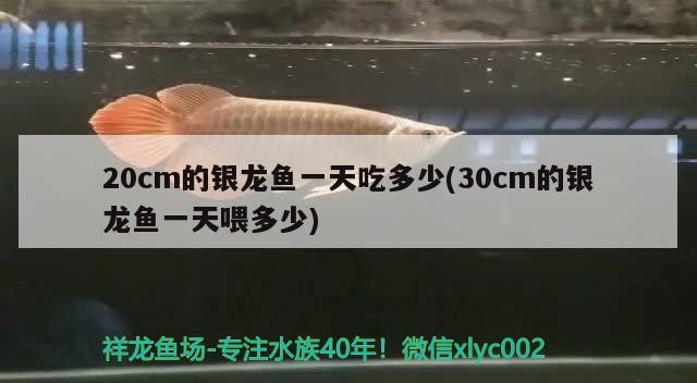 20cm的銀龍魚一天吃多少(30cm的銀龍魚一天喂多少)