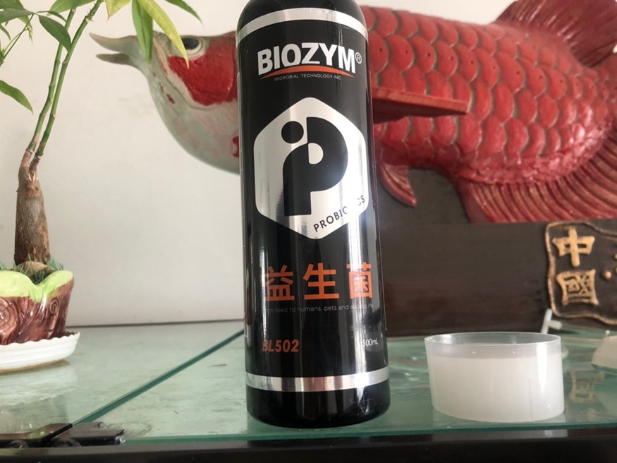 龍魚的寓意和象征放在手上的意思是啥