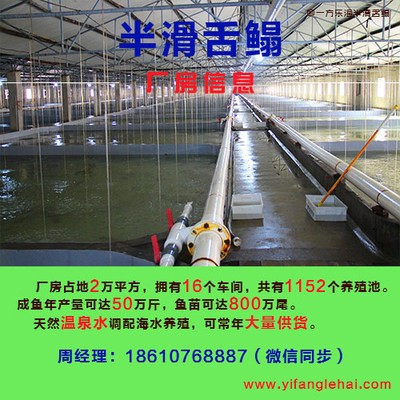 海水蝦虎魚哪種好養(yǎng)(蝦虎魚能淡水養(yǎng)嗎)