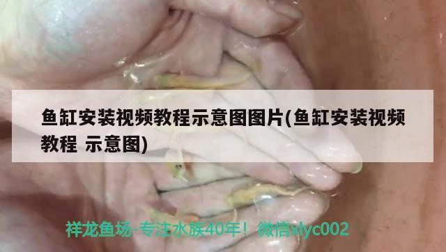 魚缸安裝視頻教程示意圖圖片(魚缸安裝視頻教程示意圖) 魚缸安裝視頻教程示意圖圖片(魚缸安裝視頻教程示意圖) 銀龍魚百科
