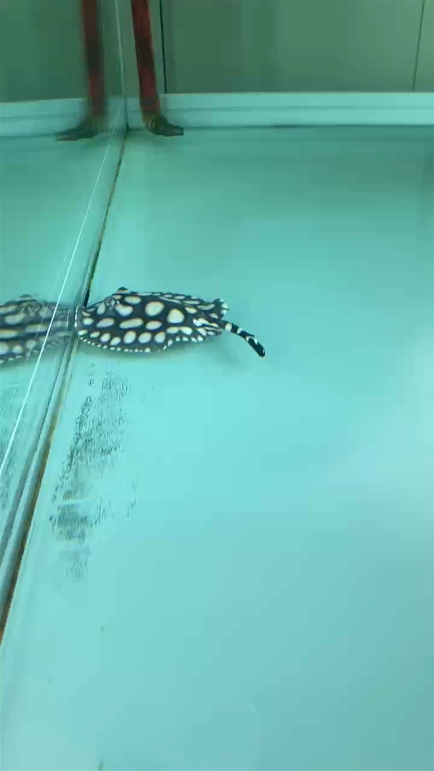 入坑魟魚啦～大家多多指教