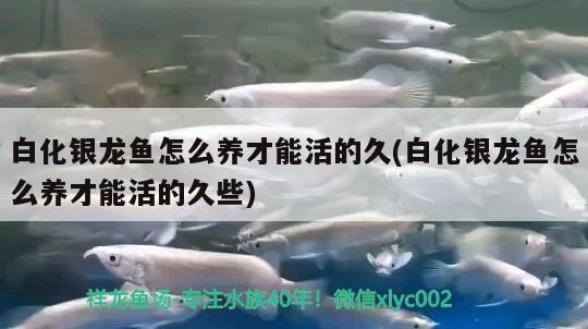 白化銀龍魚怎么養才能活的久(白化銀龍魚怎么養才能活的久些) 白化銀龍魚怎么養才能活的久(白化銀龍魚怎么養才能活的久些) 銀龍魚百科
