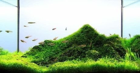 草原景魚缸：草原景魚缸的種類與風格