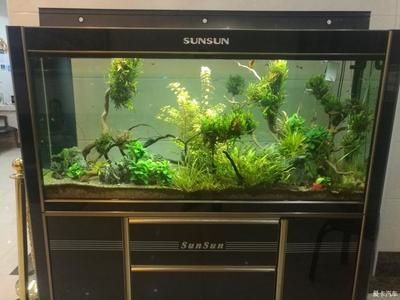 草原景魚缸：草原景魚缸的種類與風格