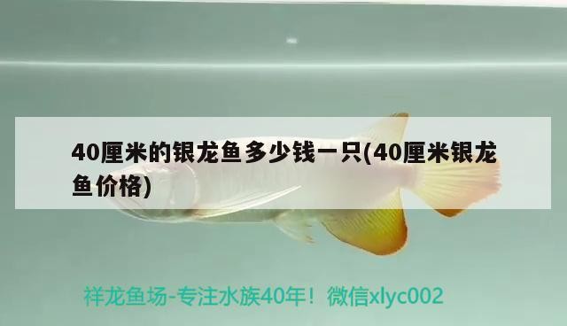 40厘米的銀龍魚多少錢一只(40厘米銀龍魚價格)