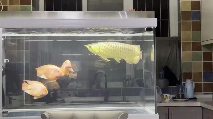 新人第一帖：求助龍魚拒食