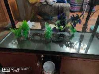 大型魚缸清洗工具有哪些牌子：大型魚缸清潔工具選購指南在選擇大型魚缸清洗工具的選購指南 大型魚缸清洗工具有哪些牌子：大型魚缸清潔工具選購指南在選擇大型魚缸清洗工具的選購指南 魚缸百科 第1張