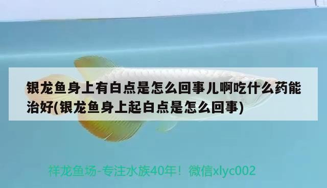 銀龍魚身上有白點是怎么回事兒啊吃什么藥能治好(銀龍魚身上起白點是怎么回事)