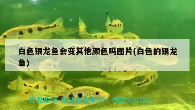 白色銀龍魚會變其他顏色嗎圖片(白色的銀龍魚)