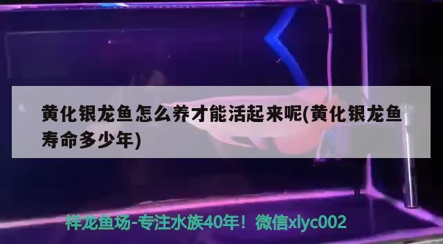 黃化銀龍魚怎么養(yǎng)才能活起來呢(黃化銀龍魚壽命多少年)