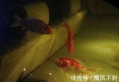 本地二手魚缸:關于本地二手魚缸的相關信息來自各城市的58同城網站 魚缸百科 第4張 本地二手魚缸:關于本地二手魚缸的相關信息來自各城市的58同城網站 本地二手魚缸:關于本地二手魚缸的相關信息來自各城市的58同城網站 魚缸百科 第4張