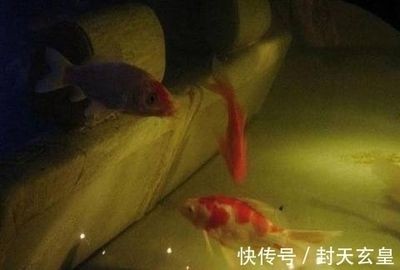 本地二手魚缸:關于本地二手魚缸的相關信息來自各城市的58同城網站 魚缸百科 第3張 本地二手魚缸:關于本地二手魚缸的相關信息來自各城市的58同城網站 本地二手魚缸:關于本地二手魚缸的相關信息來自各城市的58同城網站 魚缸百科 第3張