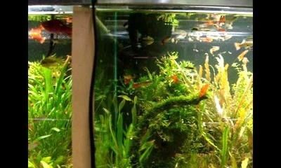 大魚缸適合放水草嗎視頻：魚缸養水草有哪些優點 大魚缸適合放水草嗎視頻：魚缸養水草有哪些優點 魚缸百科 第2張