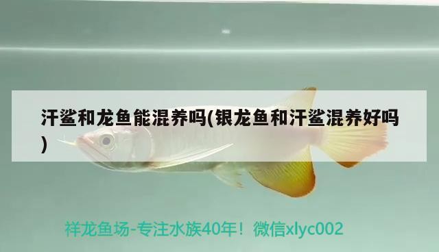 汗鯊和龍魚能混養(yǎng)嗎(銀龍魚和汗鯊混養(yǎng)好嗎)