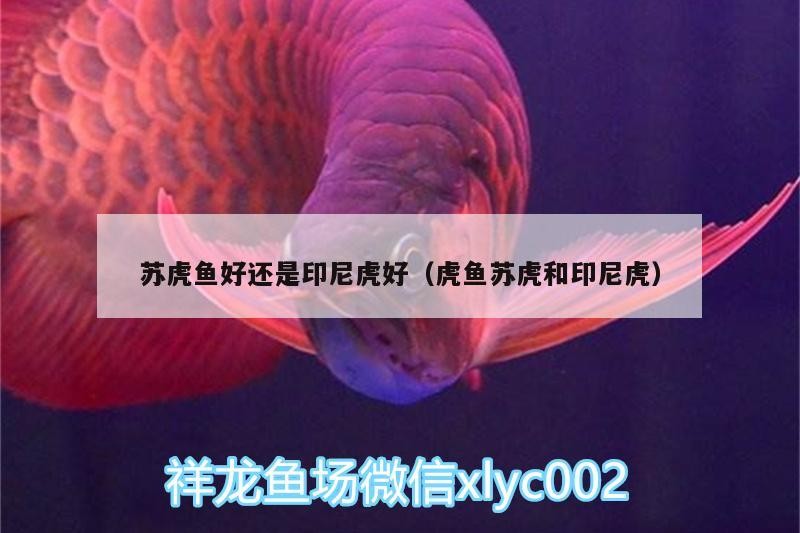 蘇虎魚好還是印尼虎好（虎魚蘇虎和印尼虎）