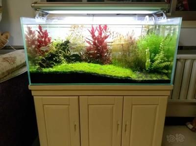 大魚缸費電嗎？：如何提高大魚缸的能耗 大魚缸費電嗎？：如何提高大魚缸的能耗 魚缸百科 第1張